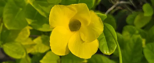 Allamanda Vine, Bot: Allamanda cathartica. Vine/ Shrub, Intro, Perennial