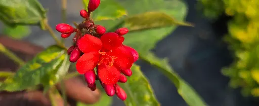 Jatropha Spicy, Peregrina. Bot : Jatropha integerrima. Shrub, evergreen